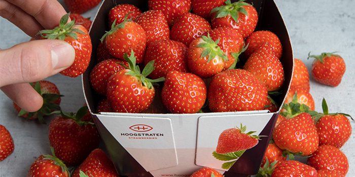 Hoogstraten Strawberries
